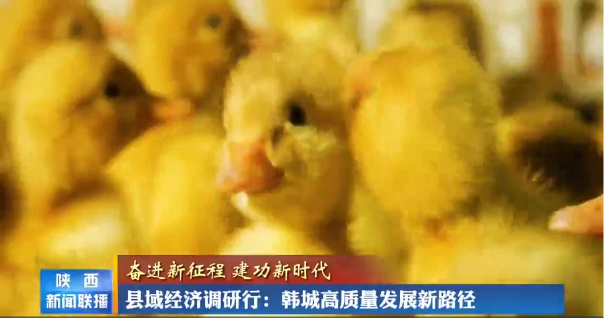 韩城高质量发展 “特色”产业新路径——北京鸭养殖