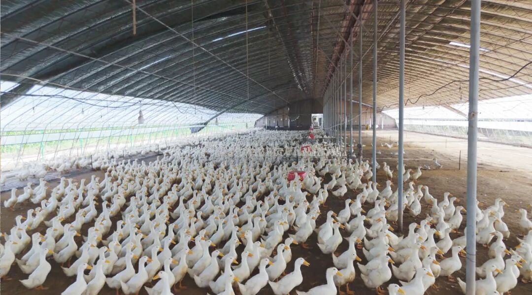 1770108403537563.jpg 3.jpg