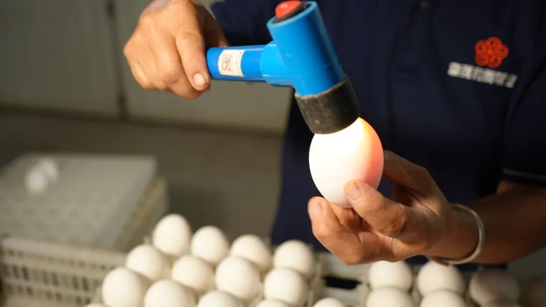 1770108787968314.jpg 6.jpg