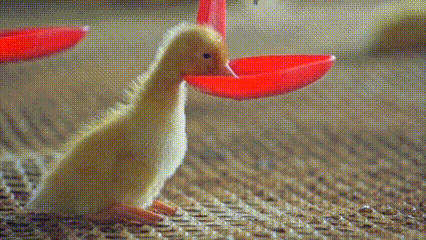 1779418113168823.gif 7.gif