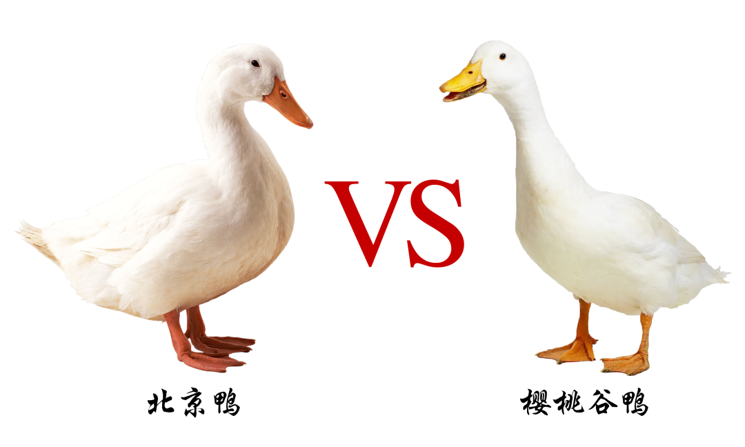 1788336069943548.png 1.png